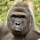 Harambe